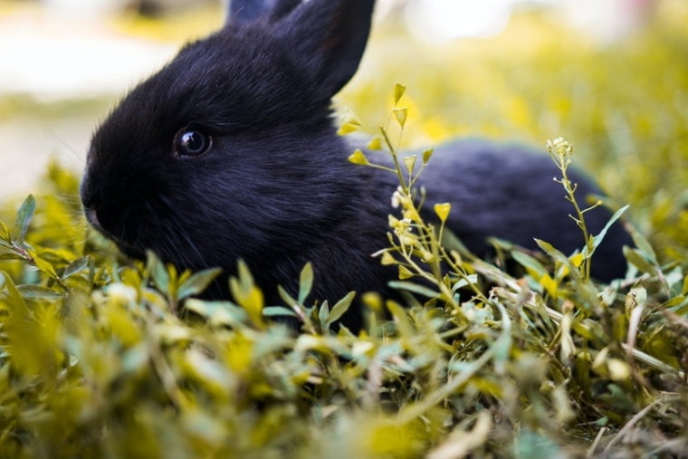 Havana rabbit in tall grass