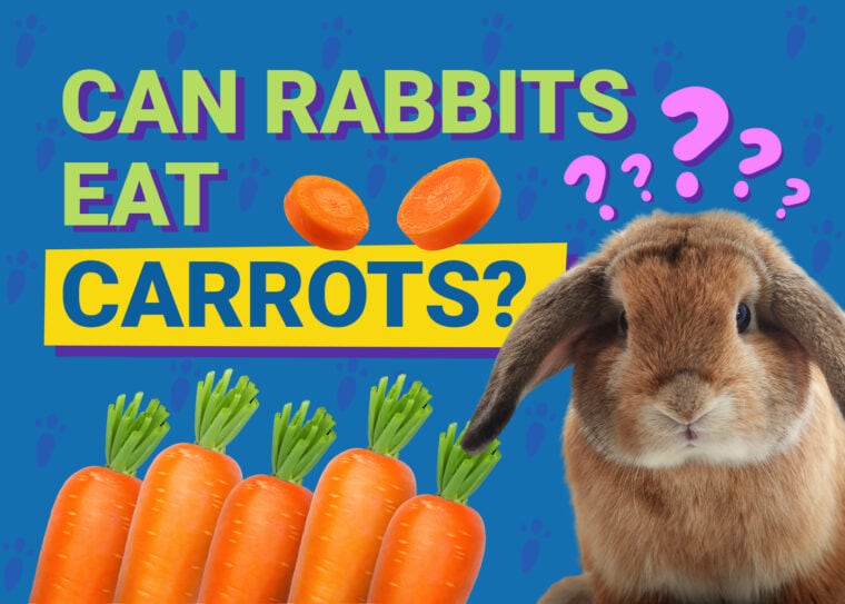 Can Rabbits Eat_carrots