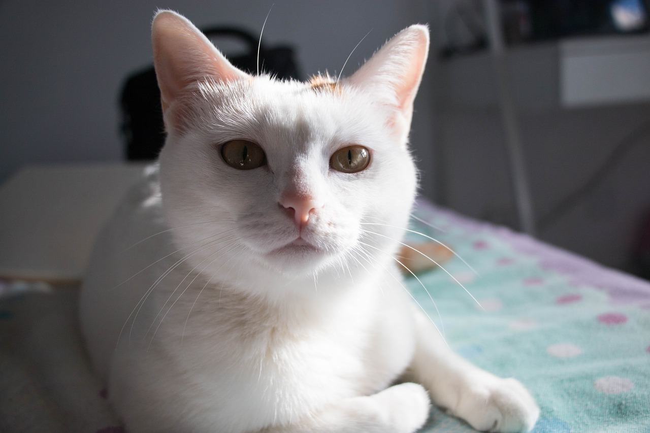 22 White Cat Breeds: Complete List with Info & Pictures | Pet Keen