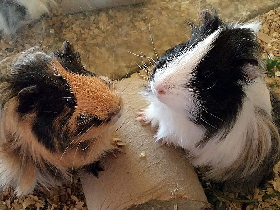 Sheba Guinea Pig Info Pictures, Personality & Traits