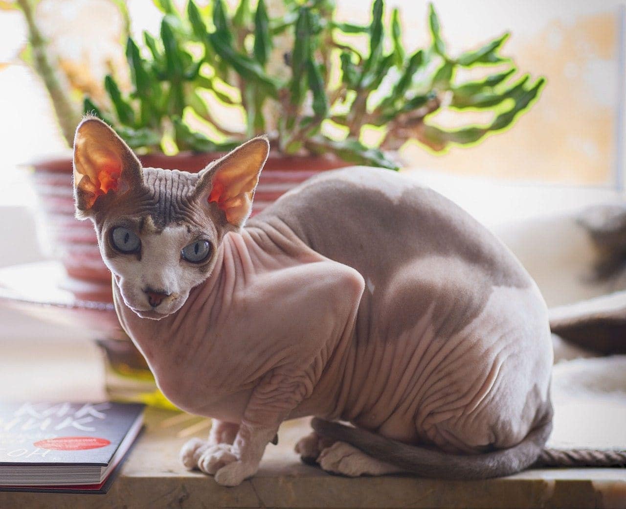 Are Hairless Cats Hypoallergenic? The Surprising Answer! | Pet Keen