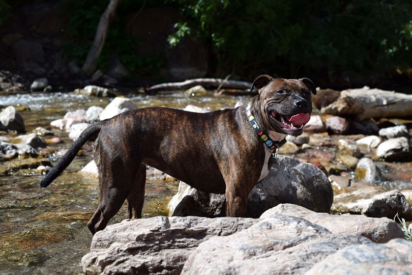 Staffordshire Bull Terrier standing in the river