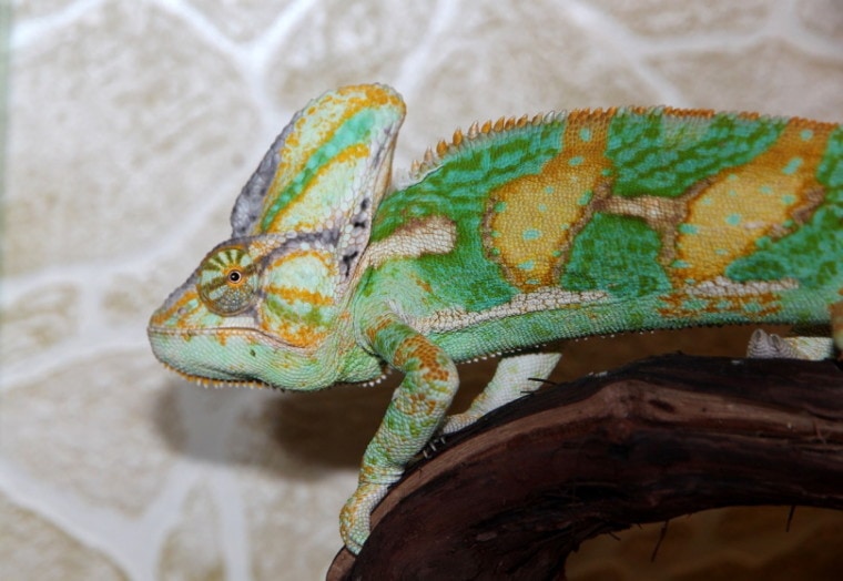 Veiled chameleon on a tree trunk
