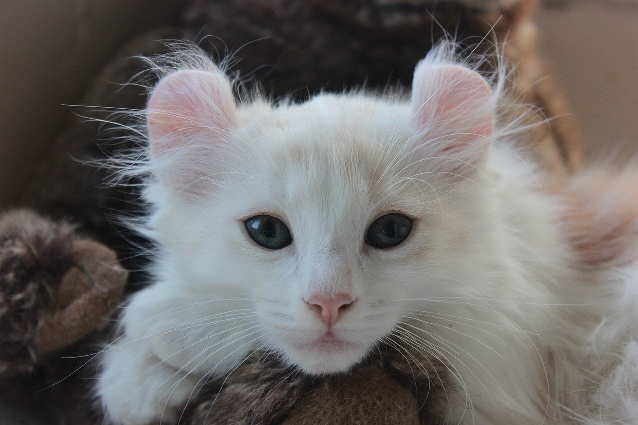 White American Curl Kitten
