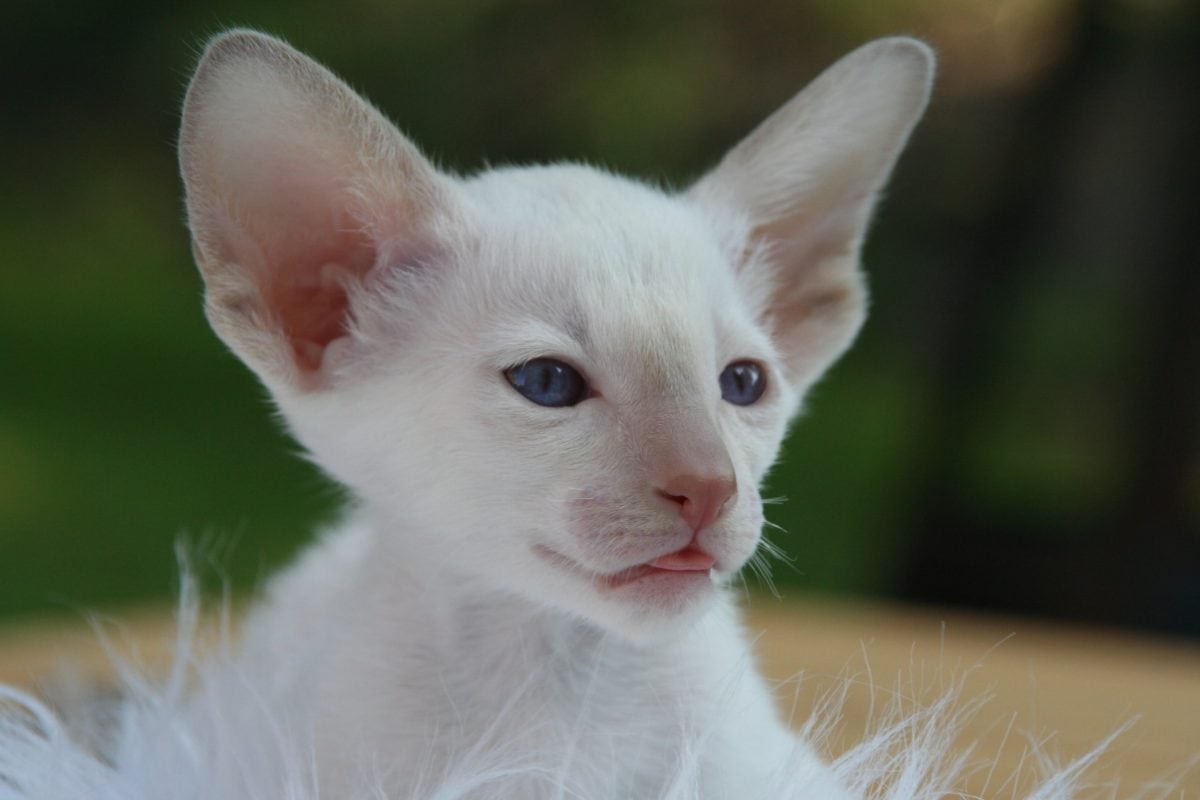 White Oriental Shorthair Kitten