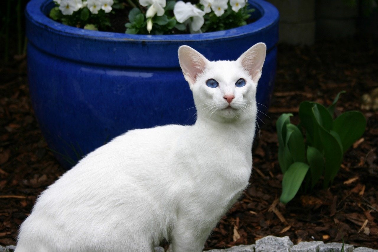 White Siamese Cat