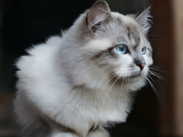 White Siberian Cat