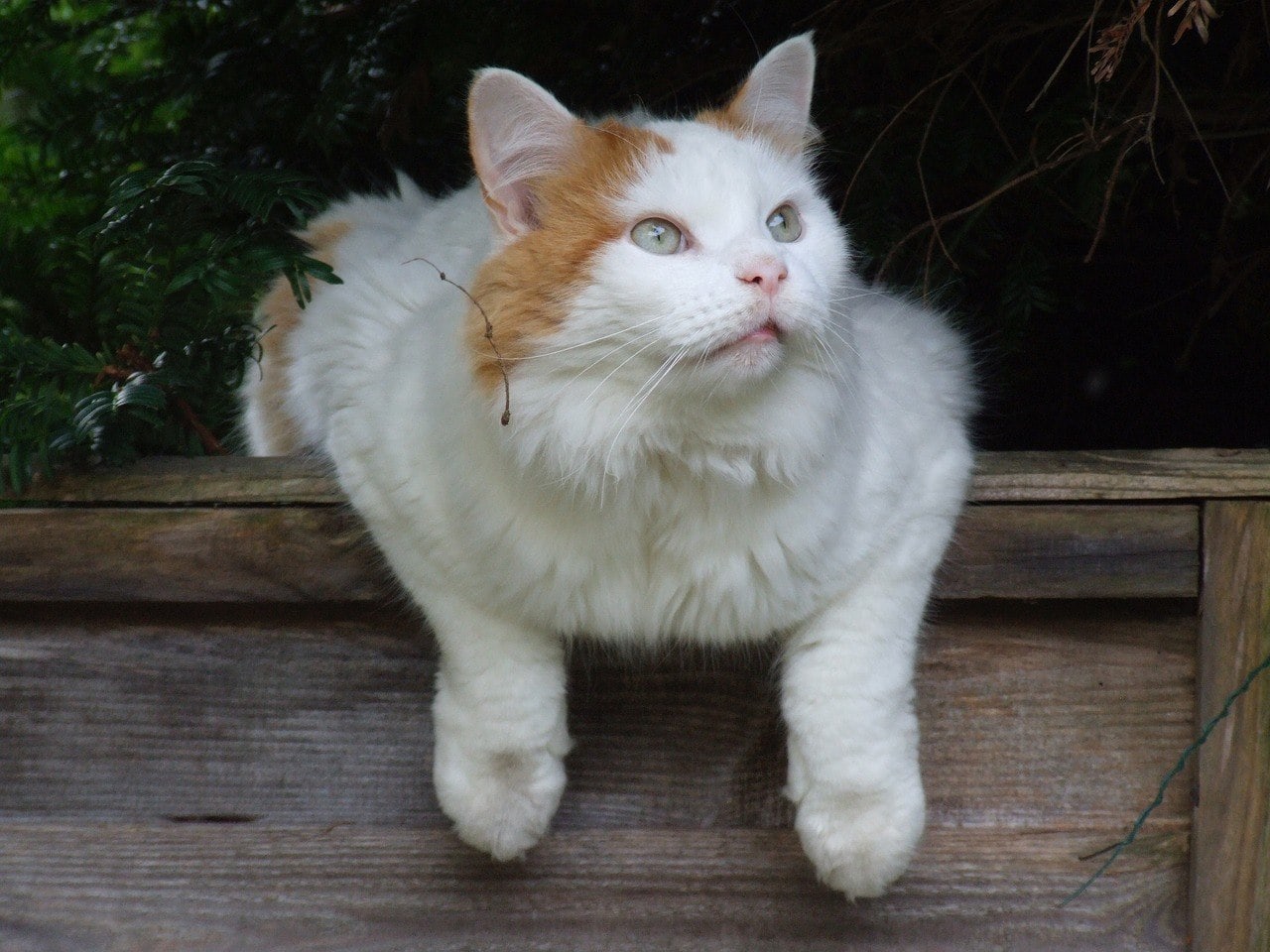 Pet-friendly cat breeds for dogs (2022) Turkish Van_Pixabay