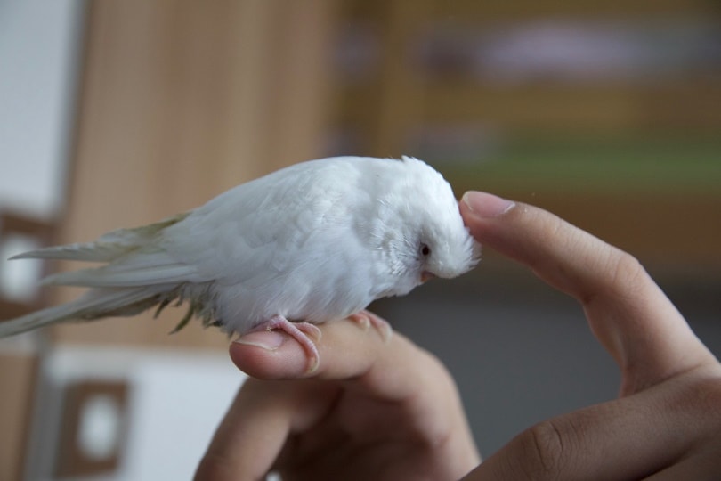 White budgie standing on a person's hands