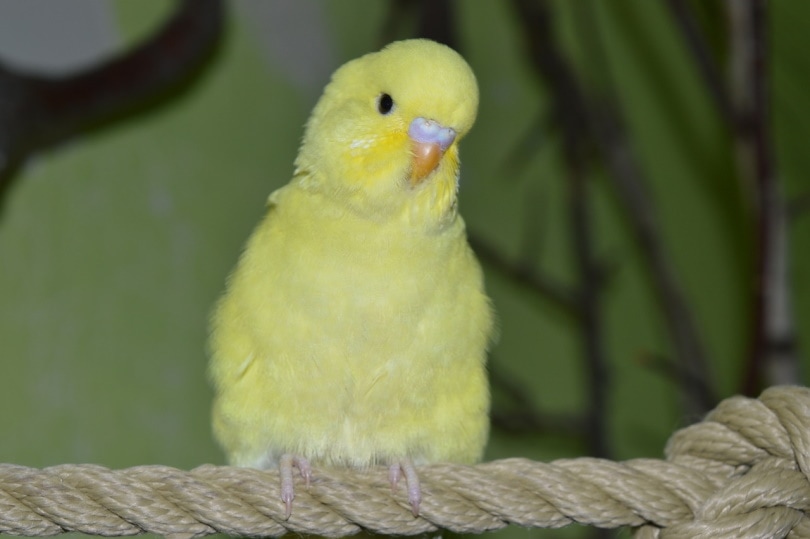 Yellow budgie sitting on a rope