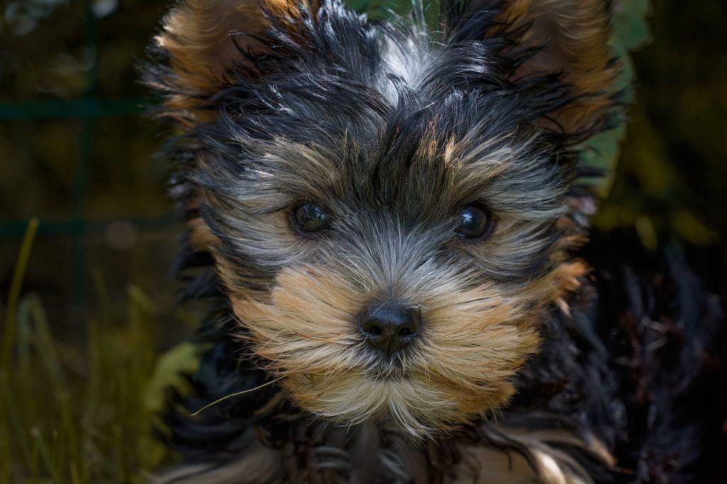 how much does yorkie puppies cost
