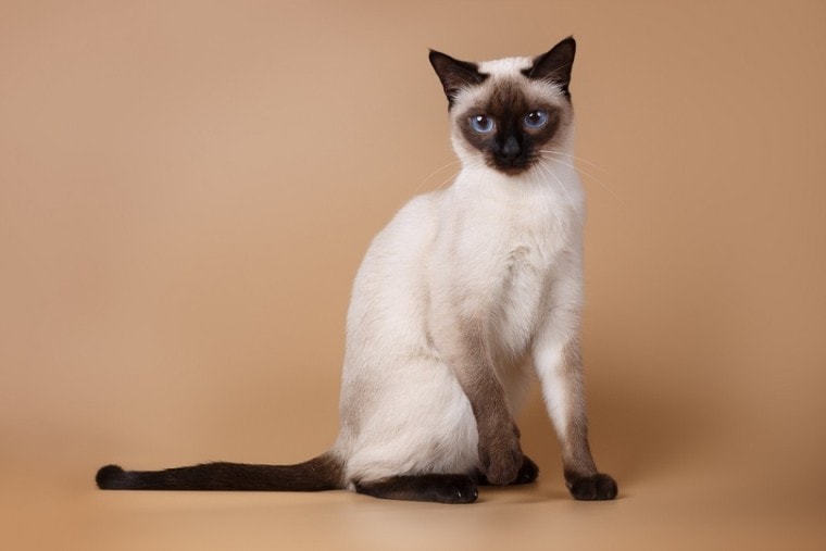 a seal point siamese cat