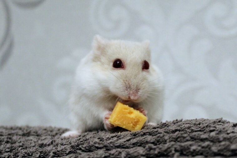 a winter white hamster eating a piece of cheese