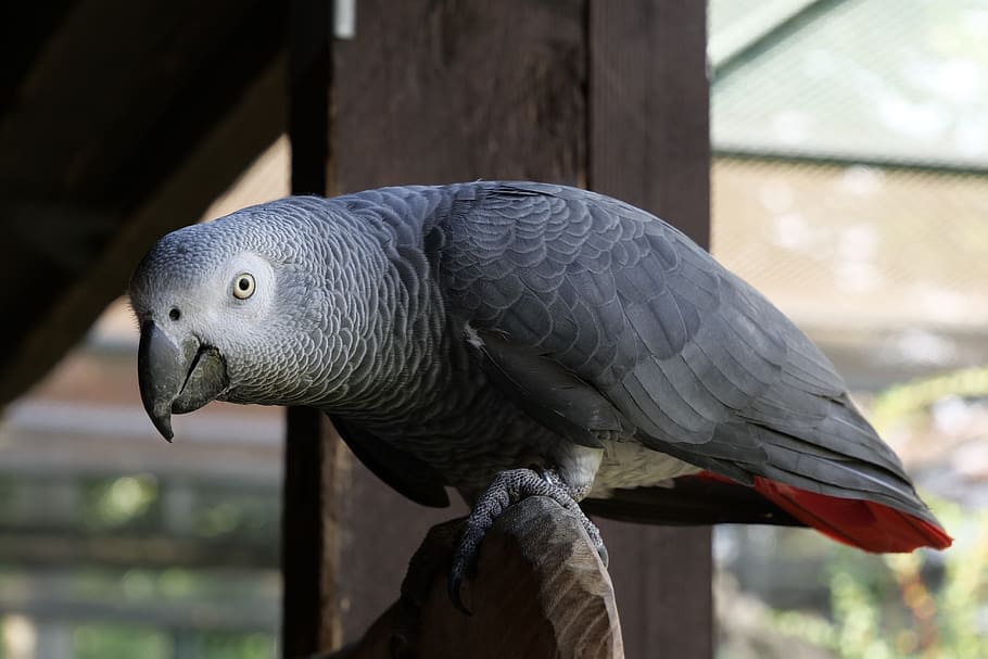african grey parrot on perch