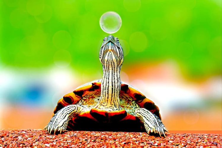 turtle with bubble