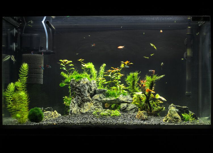 An aquarium with a filter