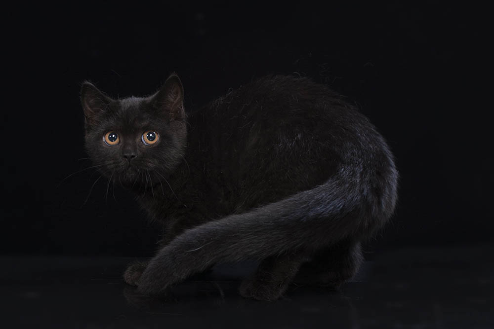 Black british shorthair kitten