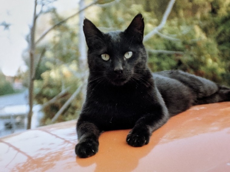 black cat on top