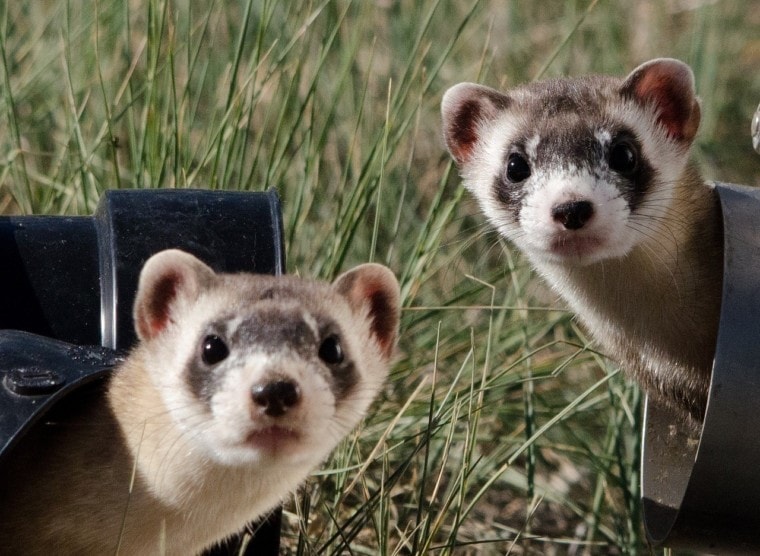 black footed ferrets