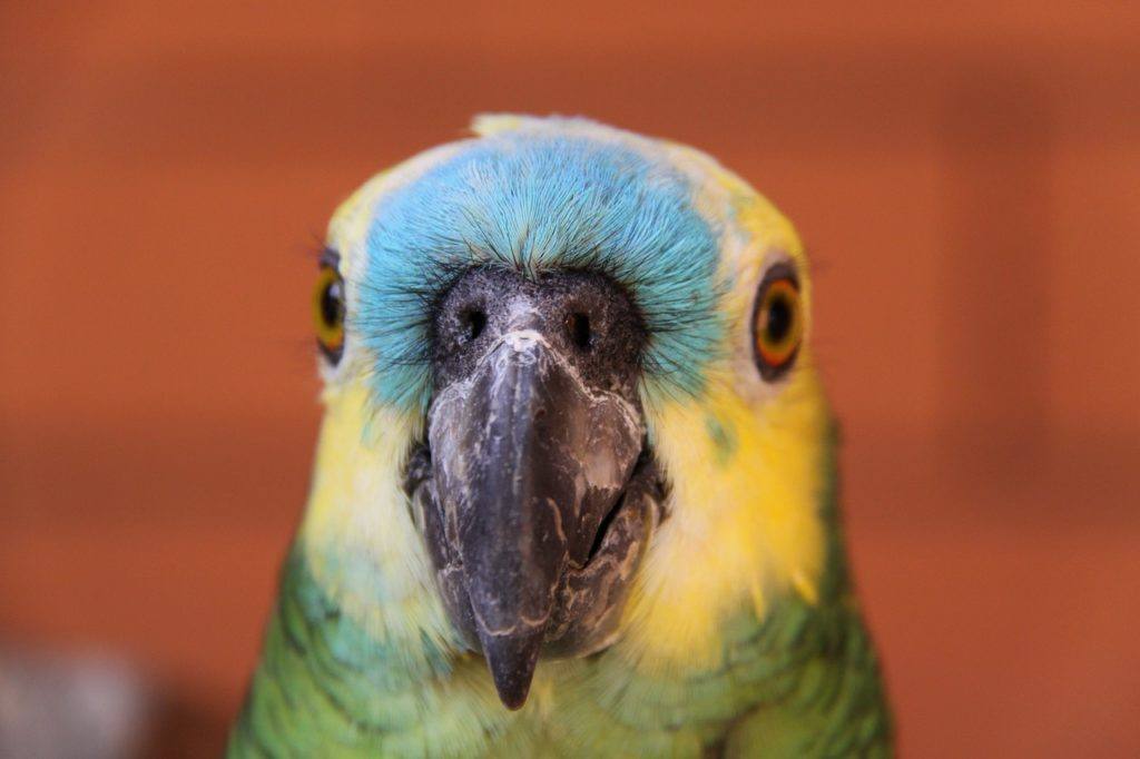 blue fronted amazon parrot