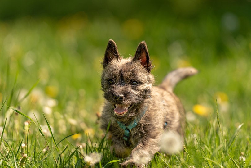 brindle Cairn Terrier puppy runs over the meadow
