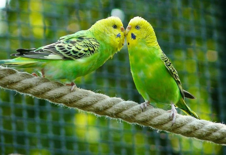 two green budgerigars on a rope