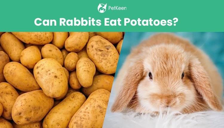 can rabbits eat potatoes