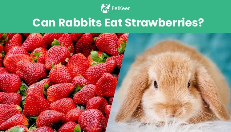 can rabbits eat strawberries?