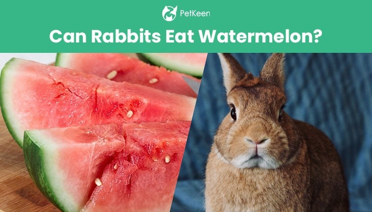 can rabbits eat watermelon