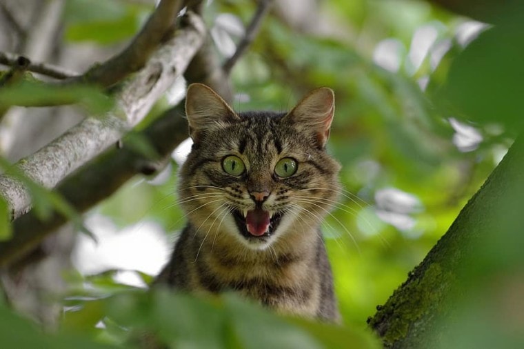 aggressive cat in tree