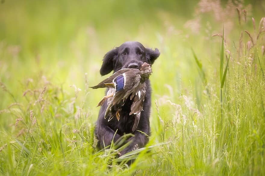 black retriever hunting duck