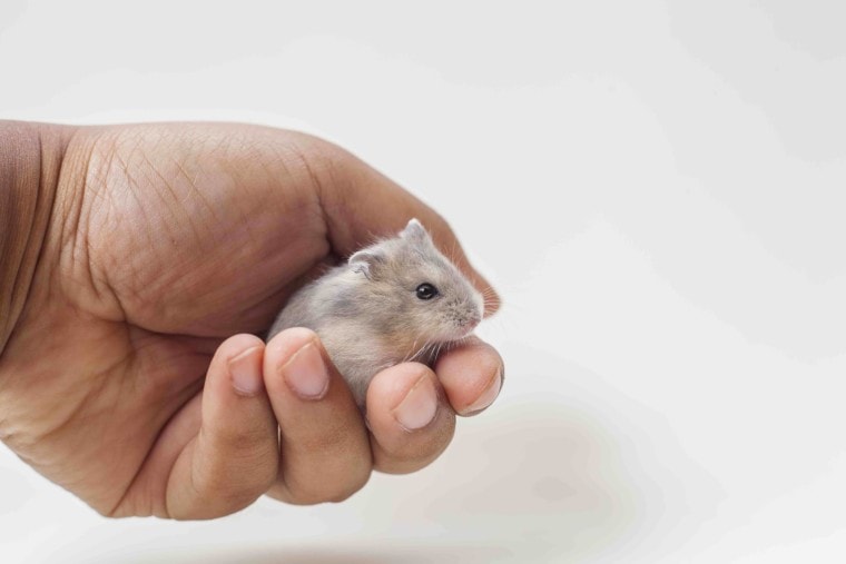 dwarf hamster in hands