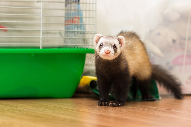 ferret sitting on the floor