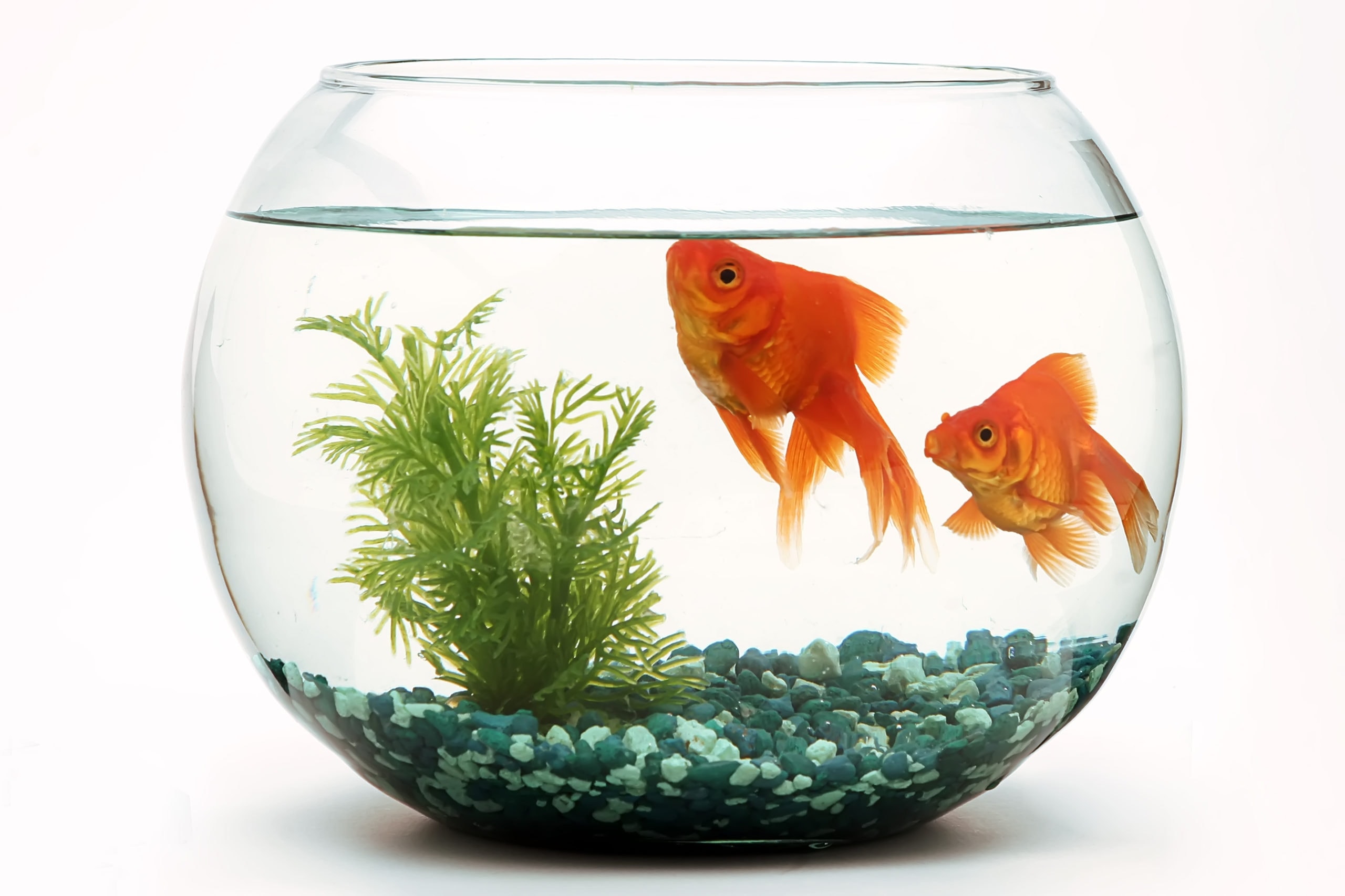 Goldfish Fishbowl Shutterstock LUIS PADILLA Fotografia Scaled 