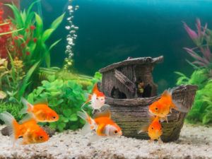 goldfish in freshwater_ luckypic_Shutterstock