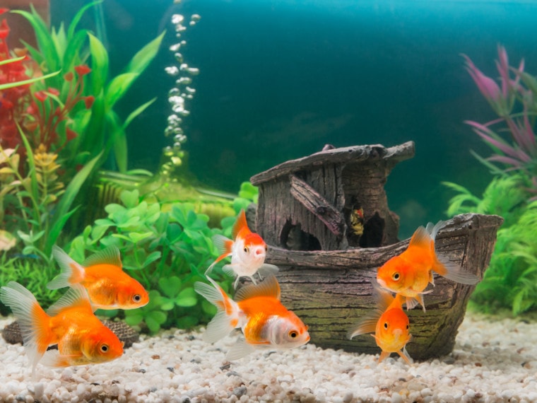 goldfish in freshwater