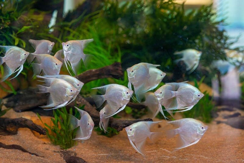group of Platinum angelfish