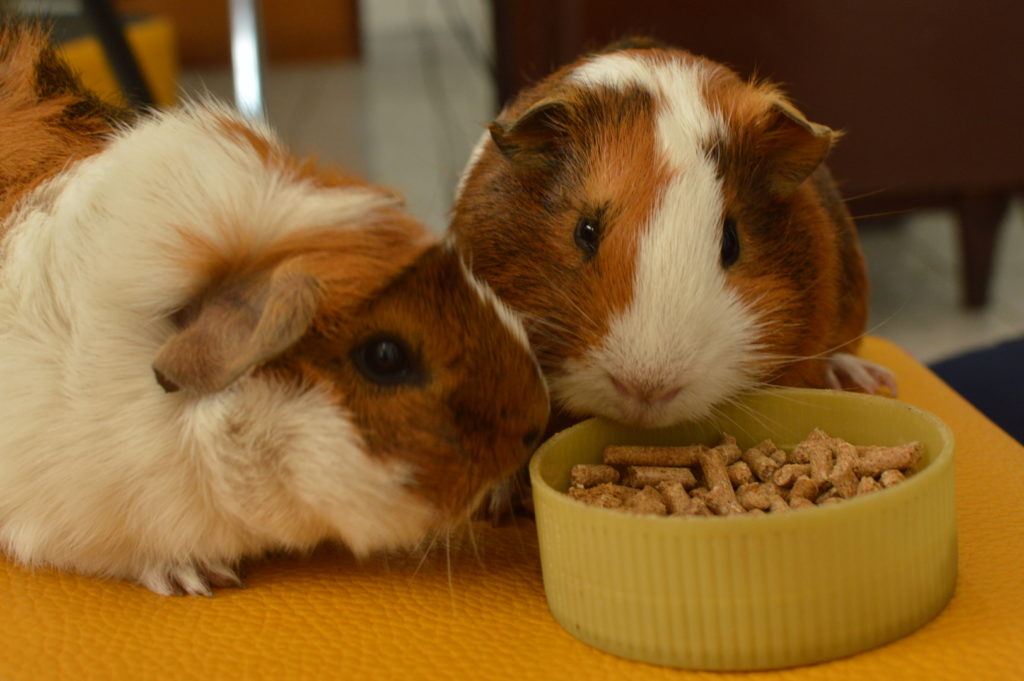 guinea pigs eating