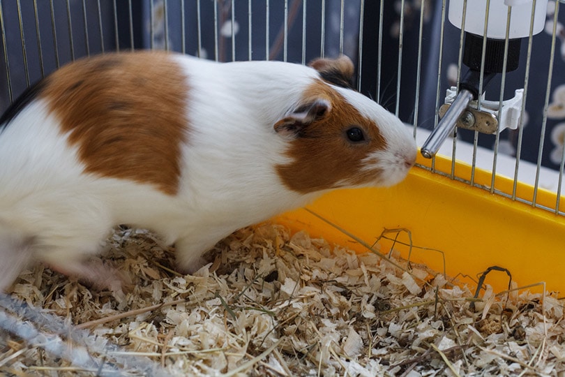 guinea pig in a cage drinking water