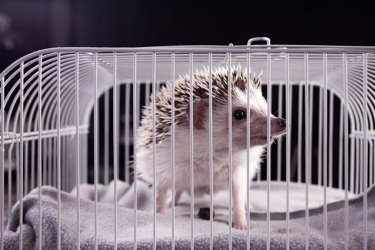 hedgehog-in-the-cage