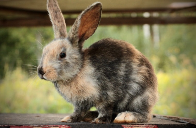 male harlequin rabbit