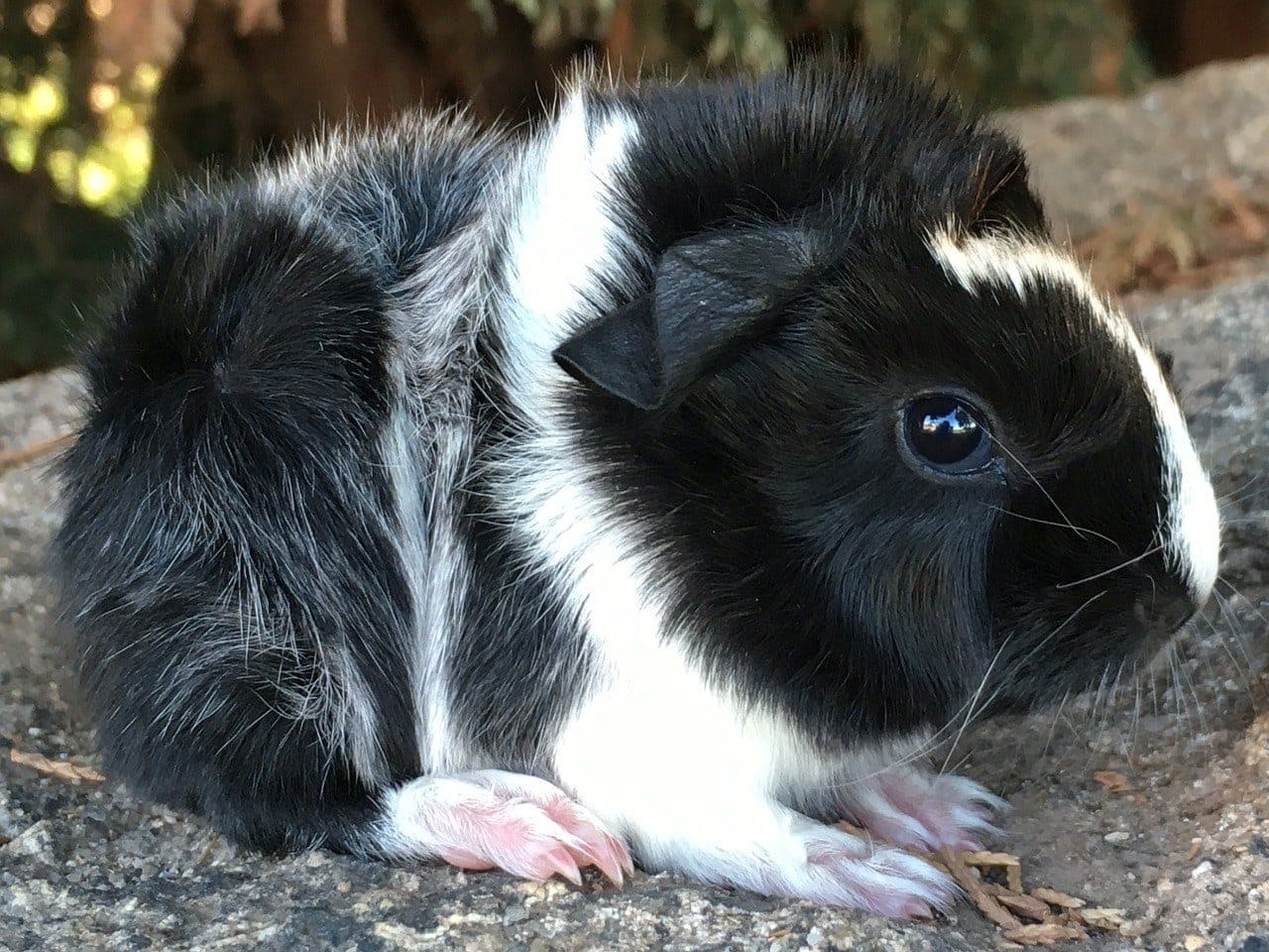 sheba guinea pig