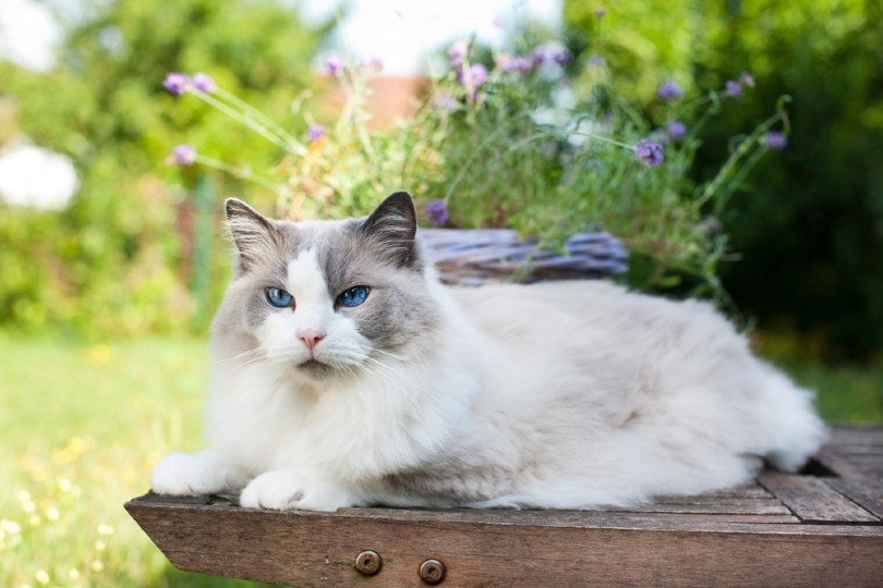 ragdoll बिल्ली गर्मियों में बगीचे में आराम से लेटी है