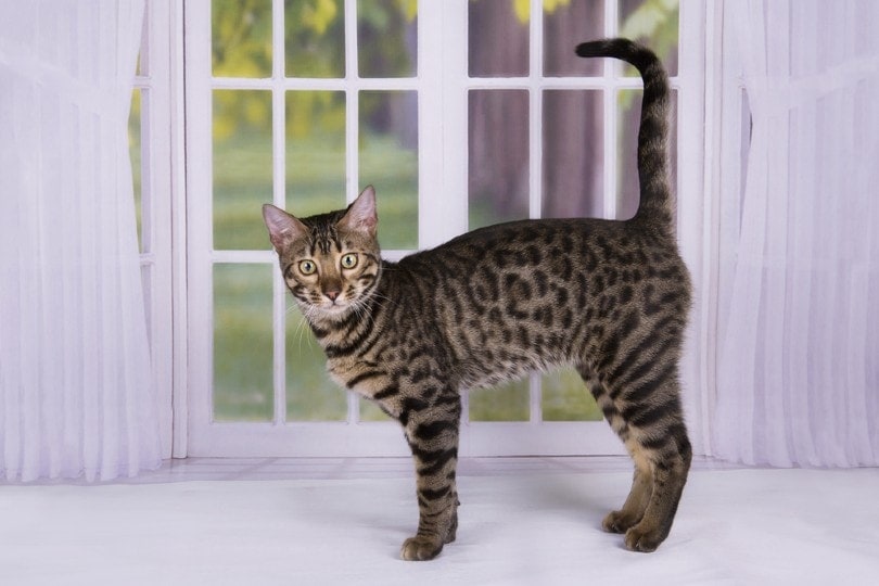 savannah cat standing by the window