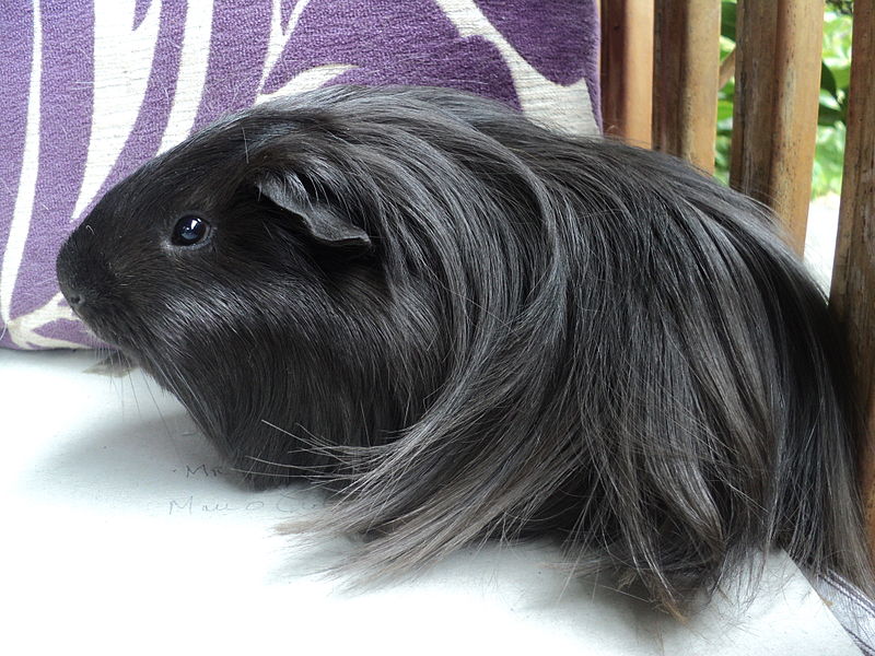 Silkie Guinea Pig Info Pictures Personality Traits Pet Keen