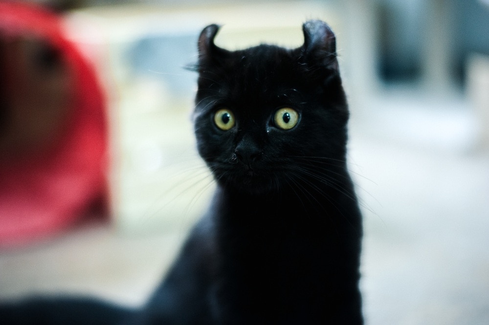 American curl black cat
