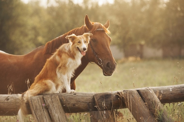 dog with horse at ranch, Red border collie dog and horse together at sunset in summer