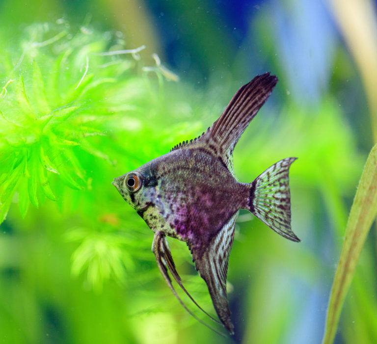 13-types-of-angelfish-for-freshwater-aquariums-with-pictures-pet-keen
