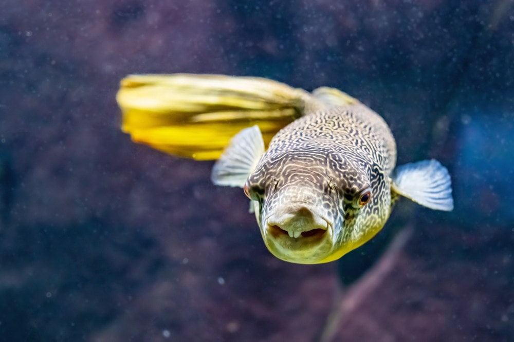 What Happens If a Puffer Bites You?