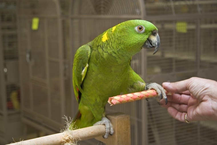 Yellow-Naped Amazon Parrot on a Playgym